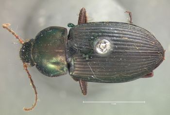 Media type: image;   Entomology 5639 Aspect: habitus dorsal view